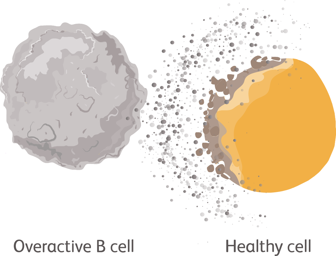 Overactive B Cell and Healthy Cell